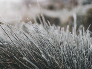 a close up of grass with frost on it