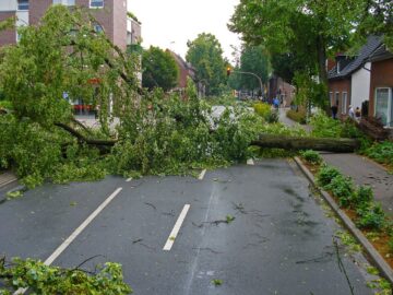 storm, thunderstorm, tree, road, uprooted, overturned, hurricane, tornado, storm damage, lane, devastation, catastrophe, road transport, hurricane, hurricane, hurricane, hurricane, hurricane, tornado, nature, tornado, tornado, storm damage, storm damage, storm damage